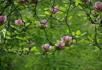 magnòlies en flor