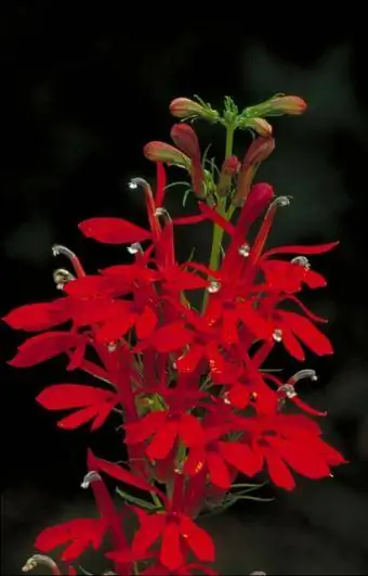flores de lobelia roja