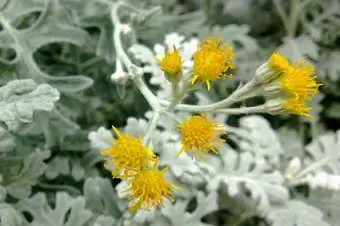 staubige Müllerblumen