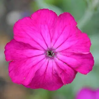 magenta lychnis አበባ