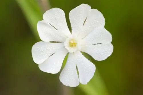 Lychnis (Campions) այգիներում և կանաչապատման ոլորտում