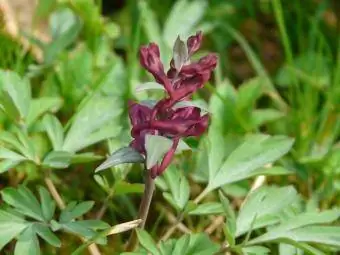 Černicové víno corydalis