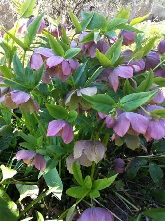 hellebore clump