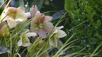 Rose de Noël dans le jardin