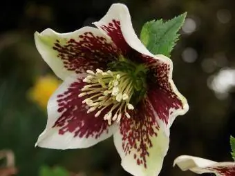 close up ng Lenten rose