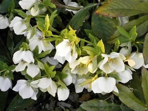 Helleborus Loj hlob thiab muaj yeeb yuj ntau yam