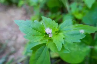 Ageratum nplooj