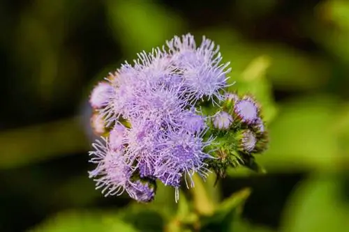 Ageratum: Phau Ntawv Qhia Txog Kev Loj Hlob thiab Kev Saib Xyuas Floss Paj