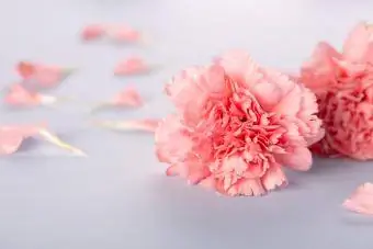 Paj yeeb carnations