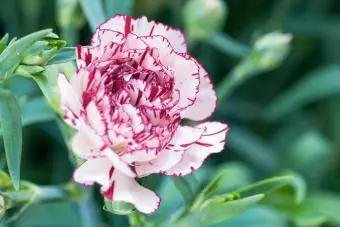 Chabaud carnations