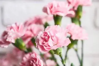 গোলাপী স্প্রে carnations