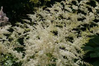 flor de astilbe