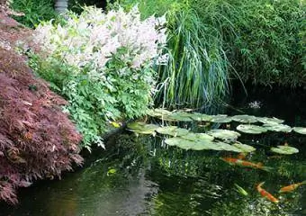 Astilbe groei op die rand van koi dam