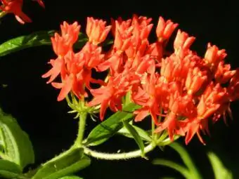 tuberosa asclepias