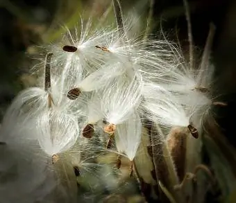 semillas de algodoncillo