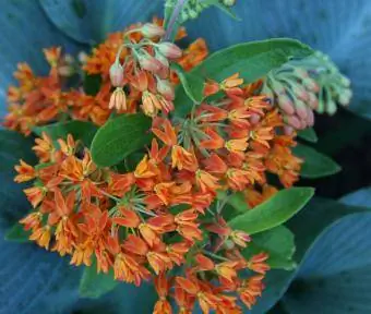 milkweed blommor