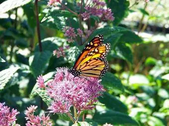 asclepias encarnada