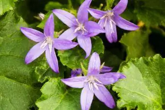 Serbian Bellflower: koj puas xav tau ntau tus thwjtim?