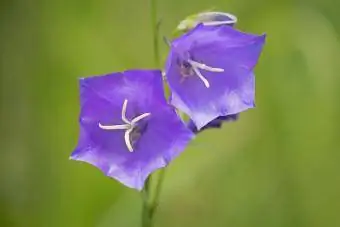 floare de clopot de piersic