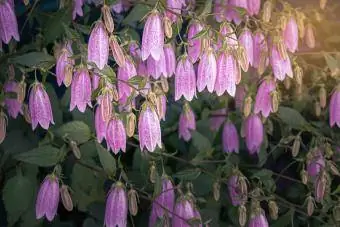 Korean Bellflower