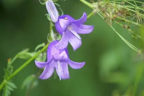 Dyrkning af klokkeblomster og differentiering mellem sorter