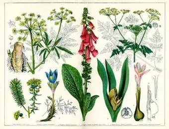 Vintage botanikai nyomat