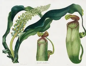 Pitcher Plant, Nepenthes destillatoria PXT282