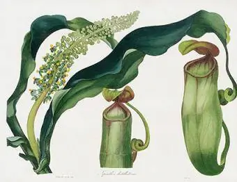 Pitcher Zavodu, Nepenthes distillatoriyası PXT282