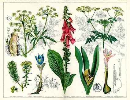 Vintage botaniese illustrasies