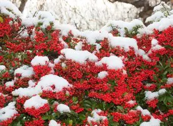 rote Beeren im Winter