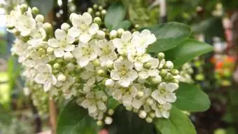 weiße Pyrcantha-Blüten