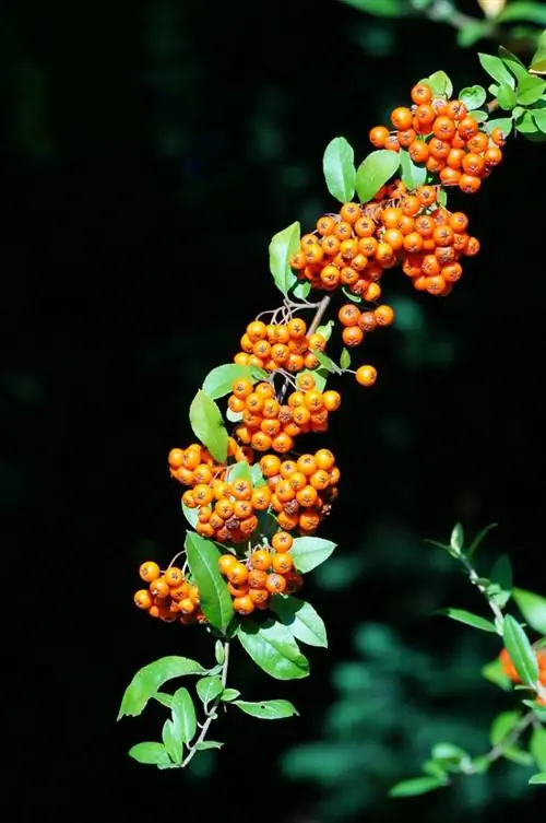 Pyracantha cserjék