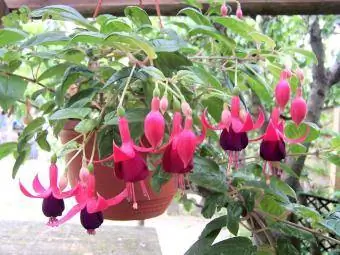 fuchsia ungu dan merah muda