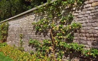 ψηλός τοίχος κήπου με μηλιά