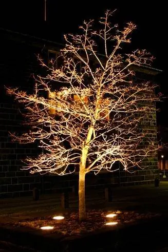 نورپردازی برای درخت نمونه