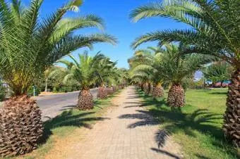 allée des palmiers le long du chemin