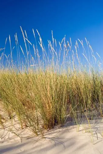 pôvodné pobrežné trávy
