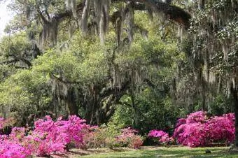 pokok oak dan azalea