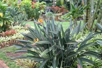 Rastlina Orange Bird of Paradise