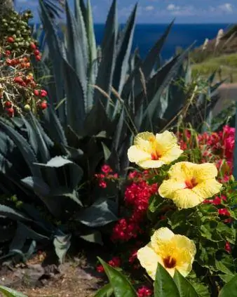 Gelber Hibiskus in Küstenlandschaft