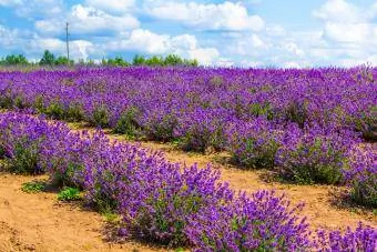 qumlu torpaqda lavanda