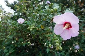 Rose of Sharon