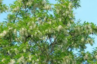 Pokok Belalang Hitam