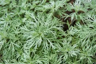 Artemisia blare