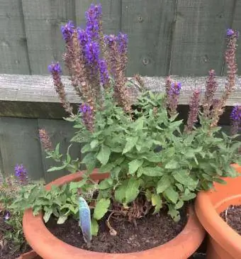 Salvia