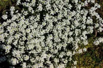 White Alyssum