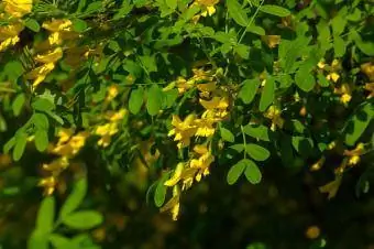 Siberian Pea Shrub