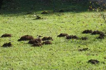 Monticules de taupes dans la cour