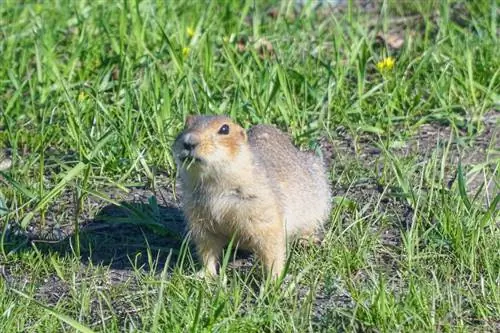 Contrôle des gaufres, des campagnols et des taupes dans le jardin