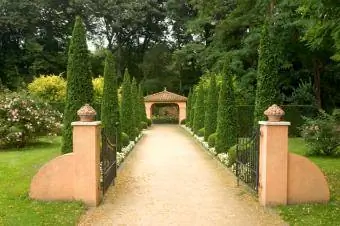 Italiensk cypress i formell toskansk trädgård